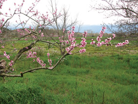 Arbol en Flor